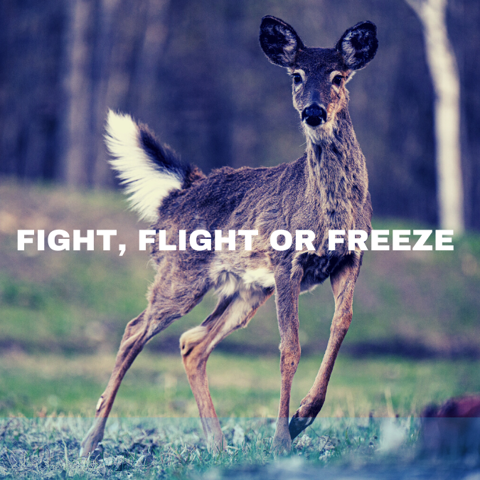 Fight, flight or freeze trauma therapy Inner Guide